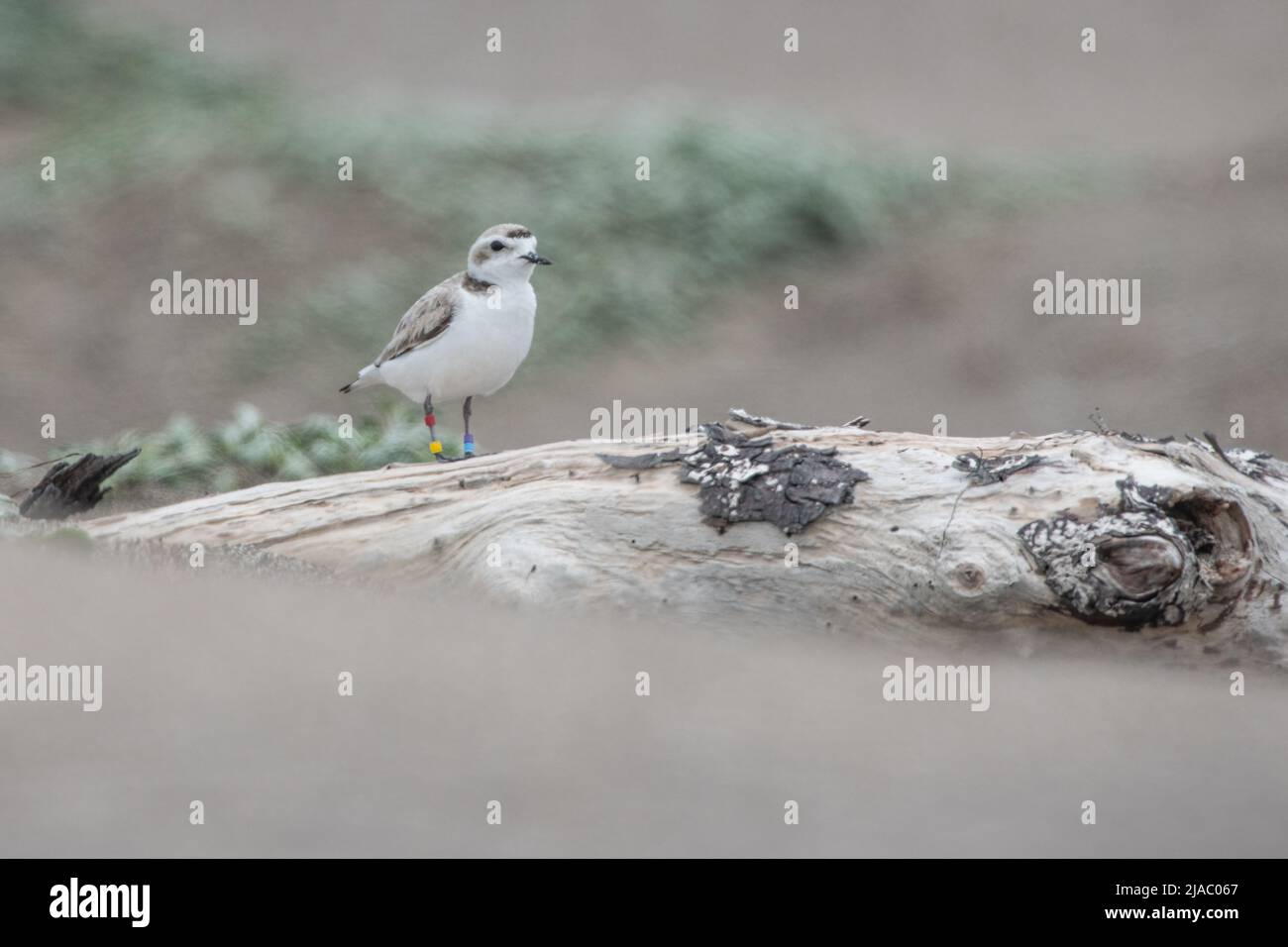 A western snowy plover (Charadrius nivosus), a threatened bird species on the beach in Point Reyes National Seashore in California. Stock Photo