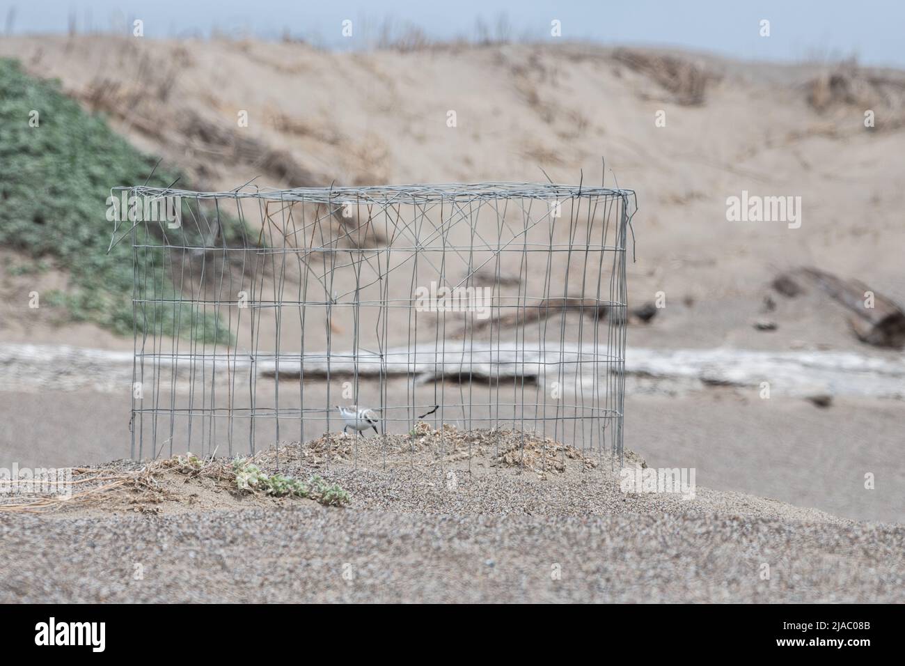 A nesting western snowy plover (Charadrius nivosus) encircled by a wire nest exclusion fence which keeps predators away from the eggs. Stock Photo