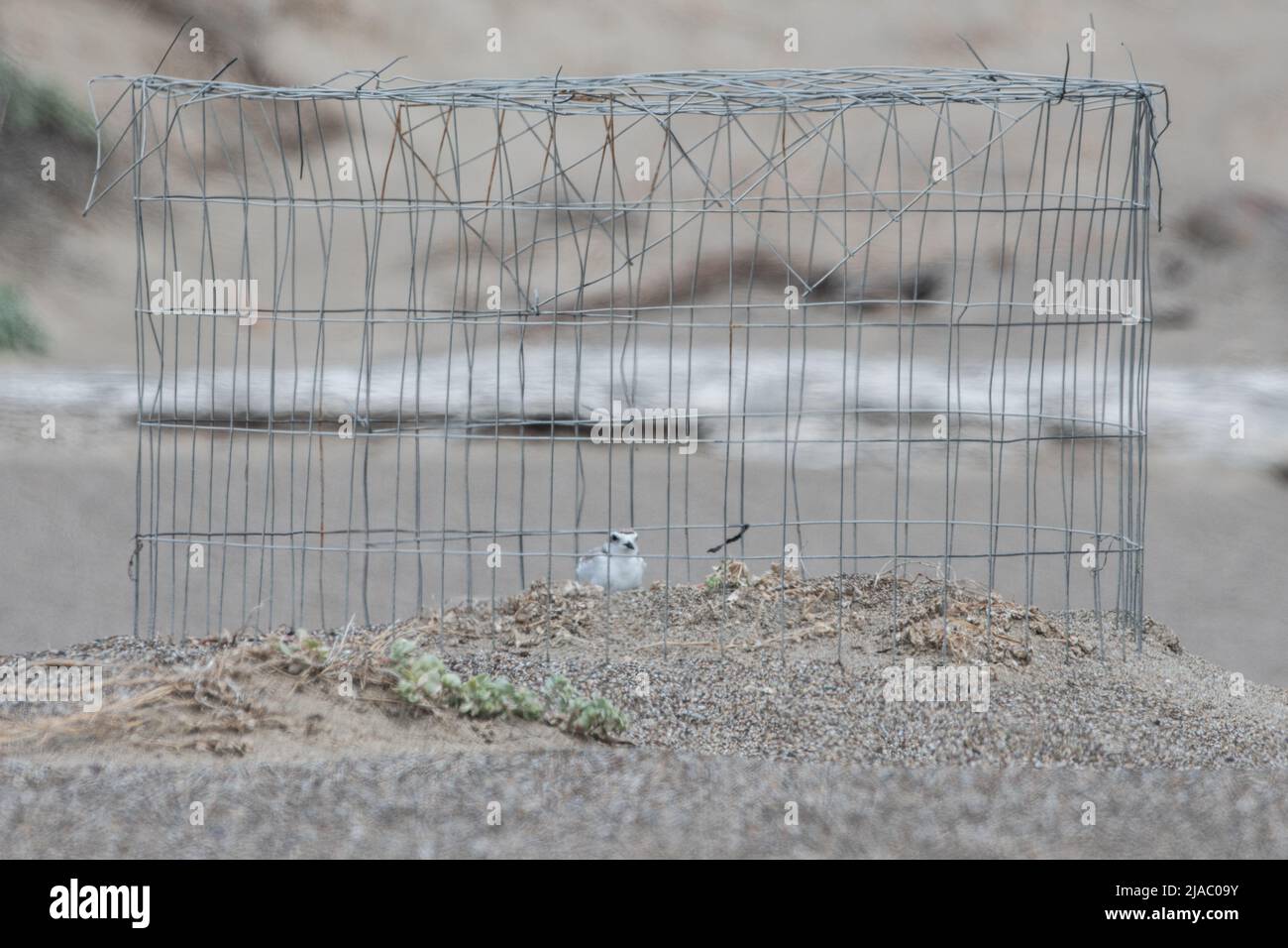 A nesting western snowy plover (Charadrius nivosus) encircled by a wire nest exclusion fence which keeps predators away from the eggs. Stock Photo