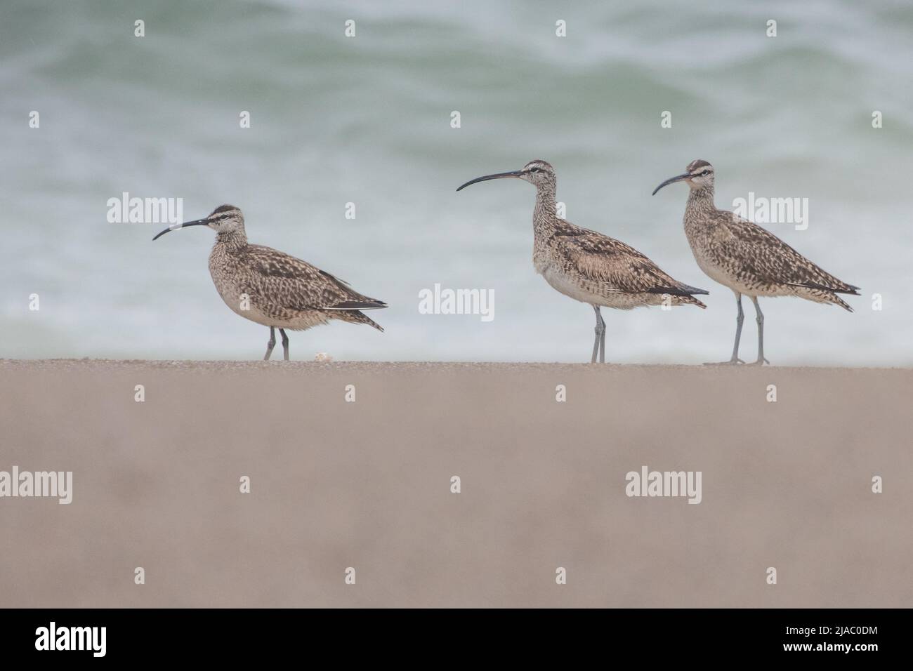 A flock of American Whimbrel (Numenius phaeopus hudsonicus) on the beach near the Pacific ocean in Point Reyes National seashore, California, USA. Stock Photo