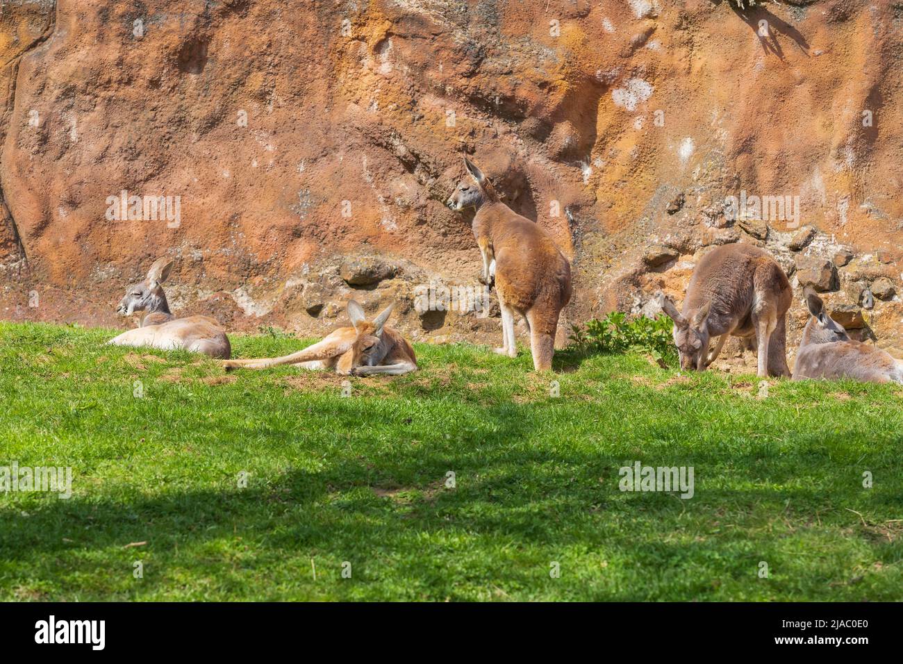 Red kangaroo lying on a meadow in the grass in a group. Behind the kangaroo is a brown wall. Stock Photo