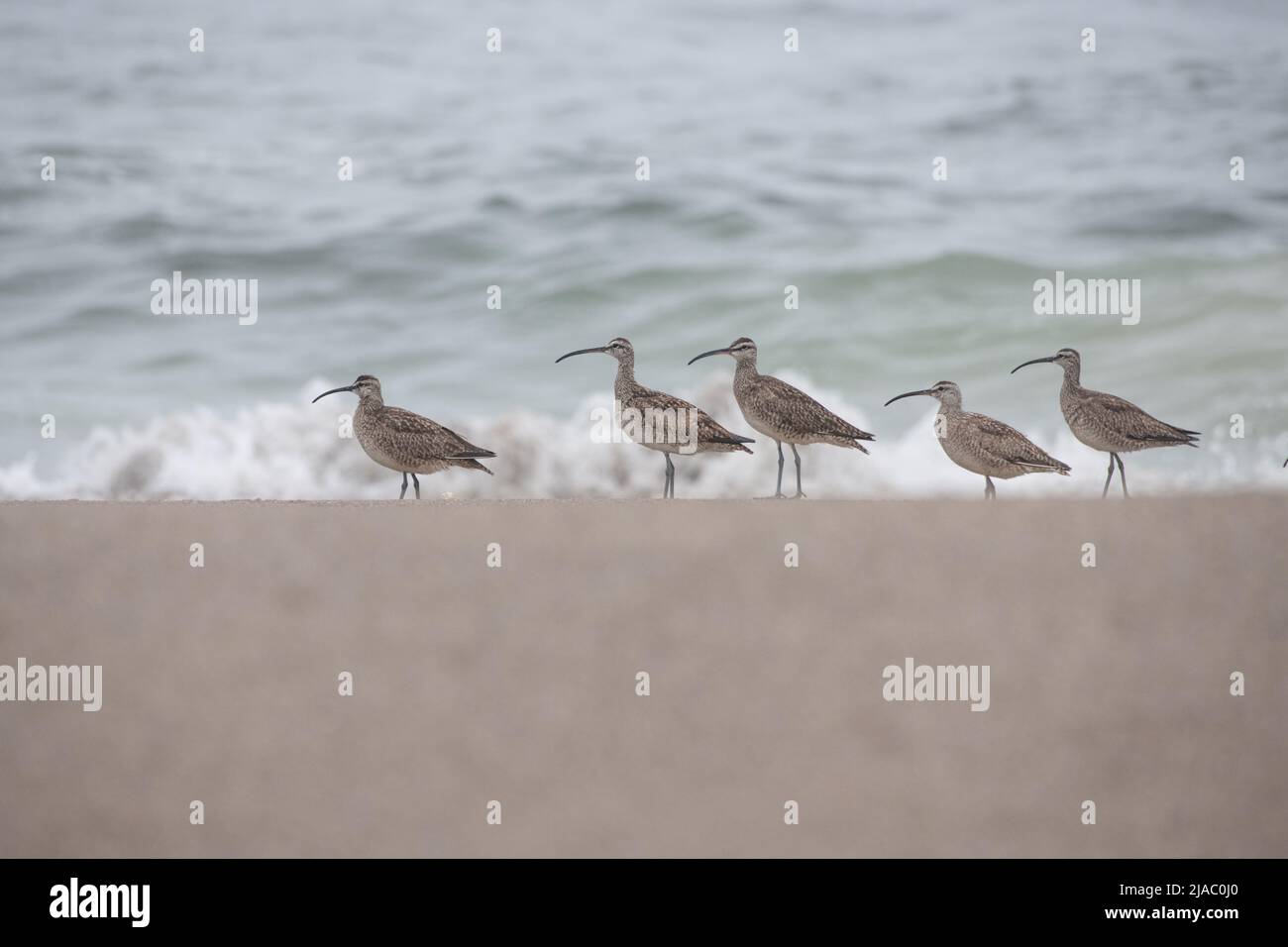 A flock of American Whimbrel (Numenius phaeopus hudsonicus) on the beach near the Pacific ocean in Point Reyes National seashore, California, USA. Stock Photo