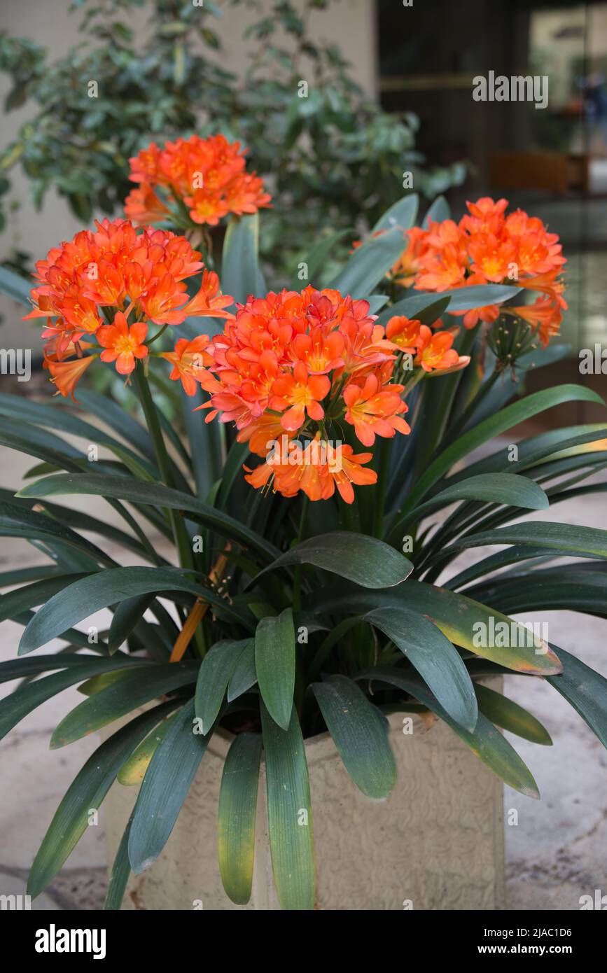 Beautiful clivia miniata or natal lily flowering in a big plant pot. Madrid, Spain Stock Photo