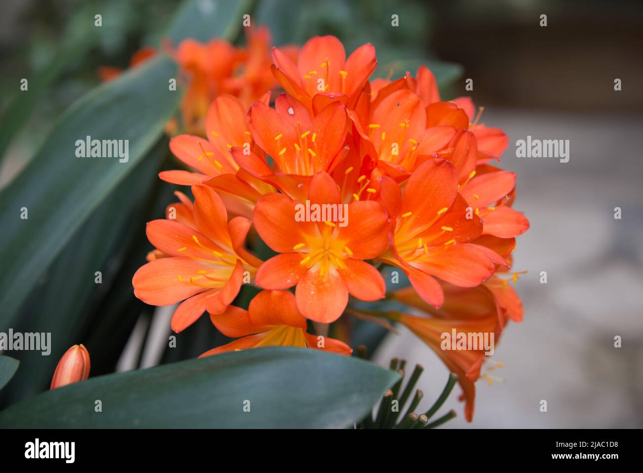 Beautiful flowers of clivia or bush lily. Vibrant orange color. Madrid, Spain Stock Photo