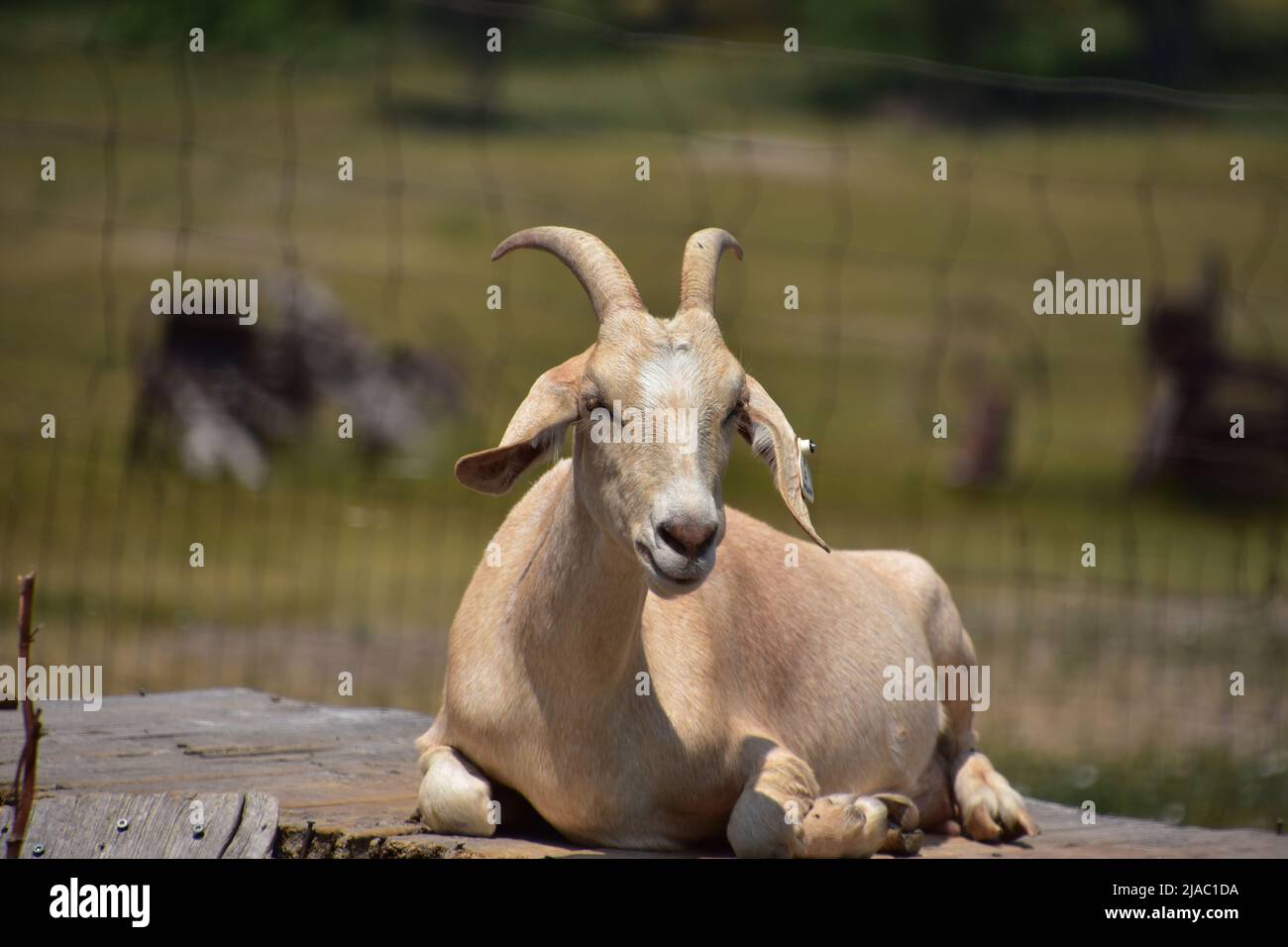 Adorable goat with horns resting in the warm summer sun on a farm Stock