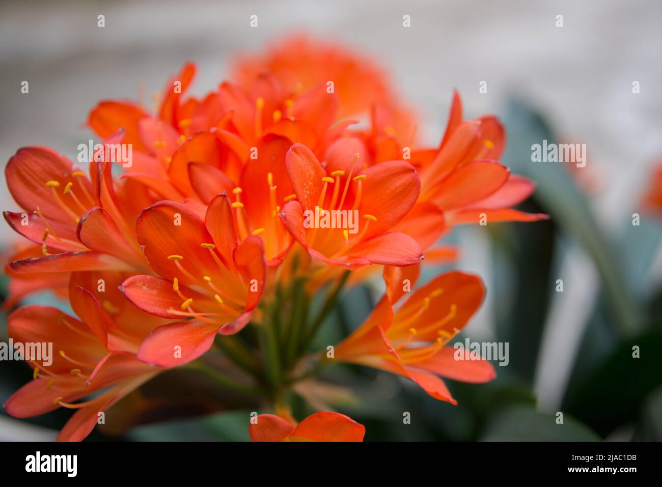 Close up of a blooming clivia or bush lily. Vibrant orange color. Madrid, Spain Stock Photo