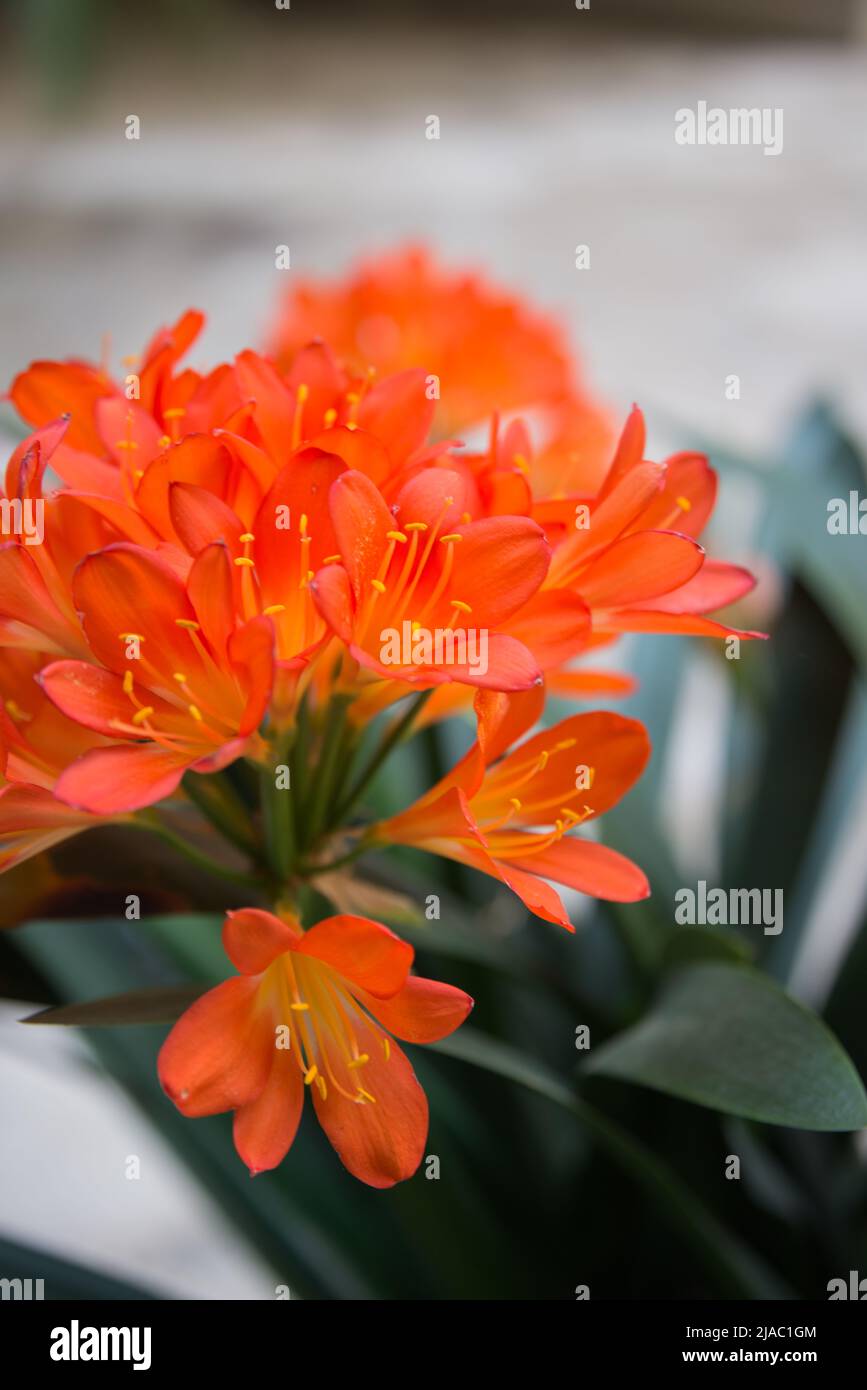 Vertical shot. Close up of a blooming clivia or bush lily. Madrid, Spain Stock Photo