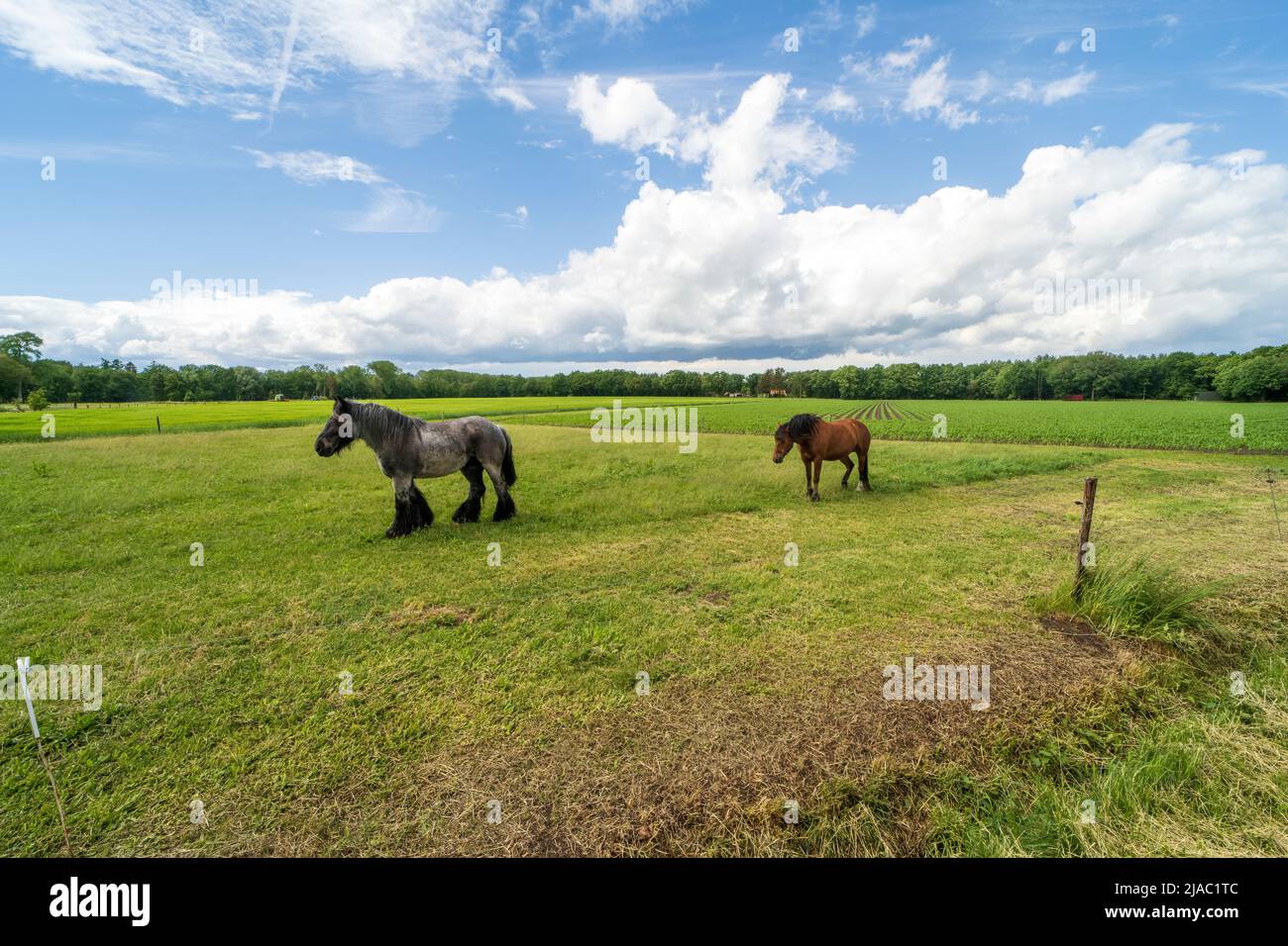 Two horses on an agricultural field in the area of Kinrooi, Belgium near the dutch border Stock Photo
