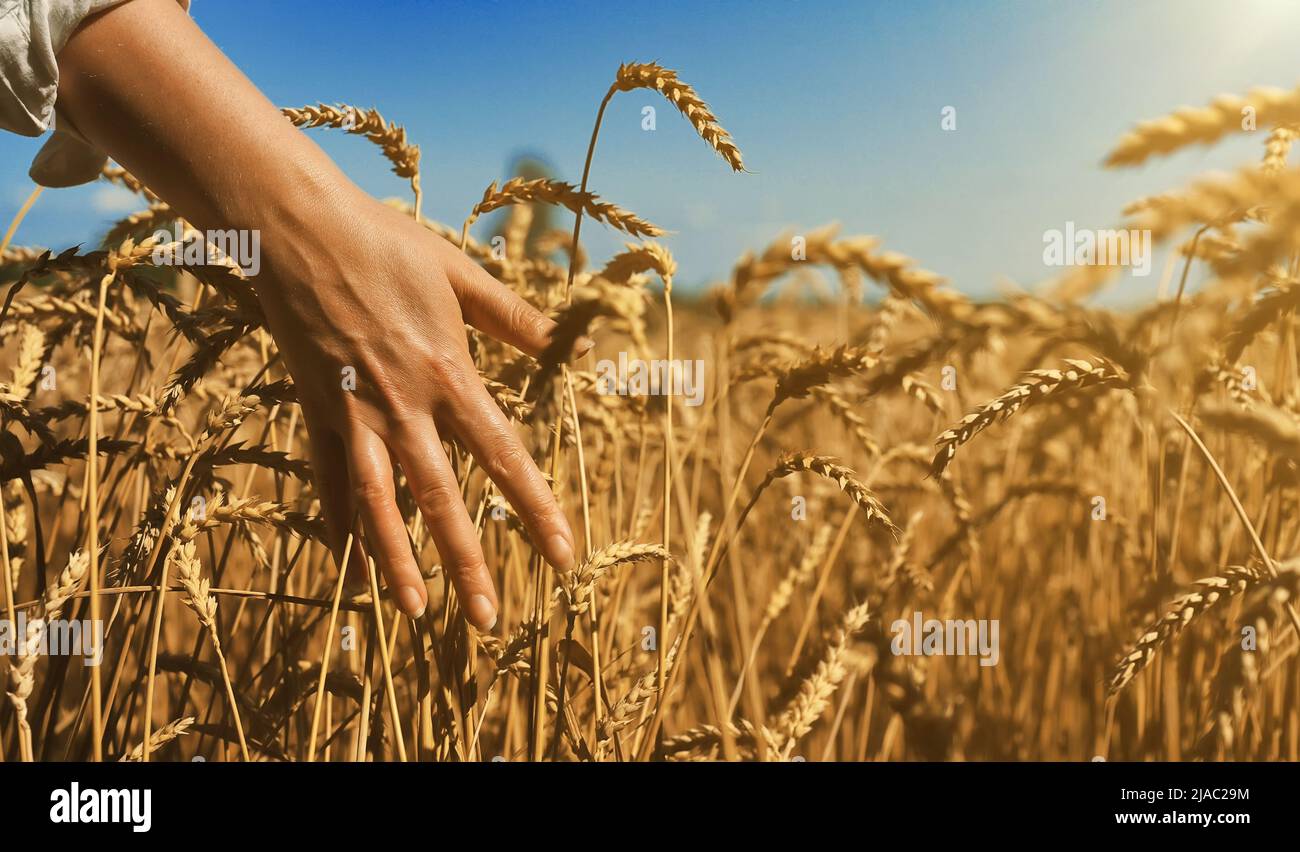 Female hand touching wheat in a farm field Stock Photo - Alamy