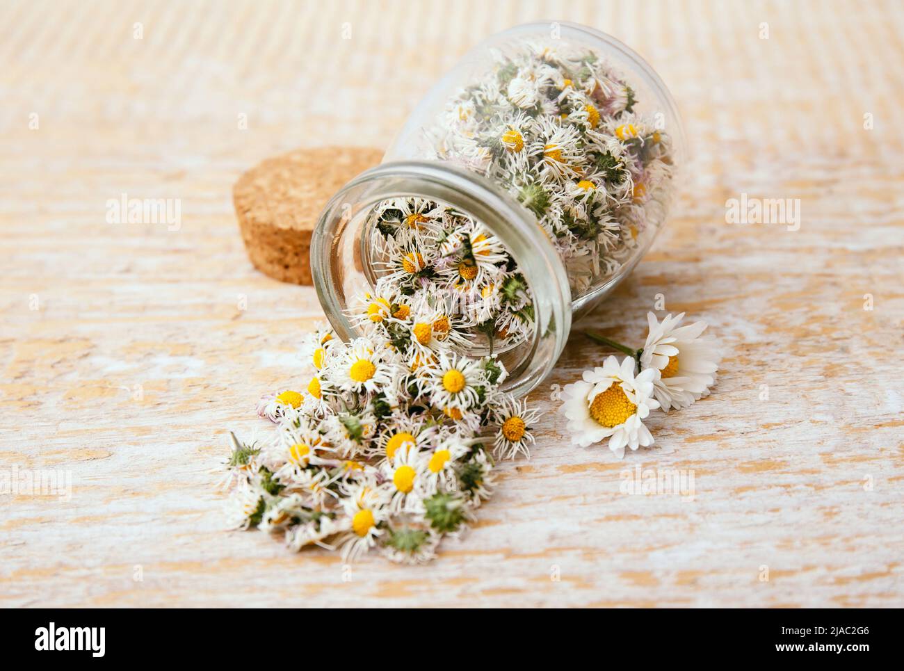 Dried herbal medicinal plant Common Daisy, also known as Bellis Perennis. Dry flower blossoms in glass jar and wood spoon, ready for making herbal tea. Stock Photo