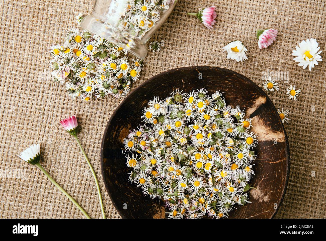 Dried herbal medicinal plant Common Daisy, also known as Bellis Perennis. Dry flower blossoms in glass jar and wood bowl, ready for making herbal tea. Stock Photo