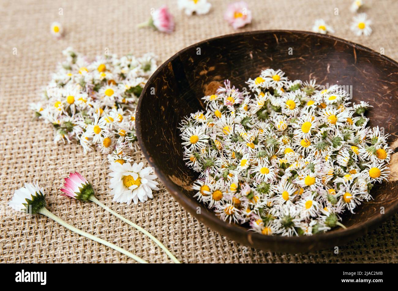 Dried herbal medicinal plant Common Daisy, also known as Bellis Perennis. Dry flower blossoms in glass jar and wood bowl, ready for making herbal tea. Stock Photo