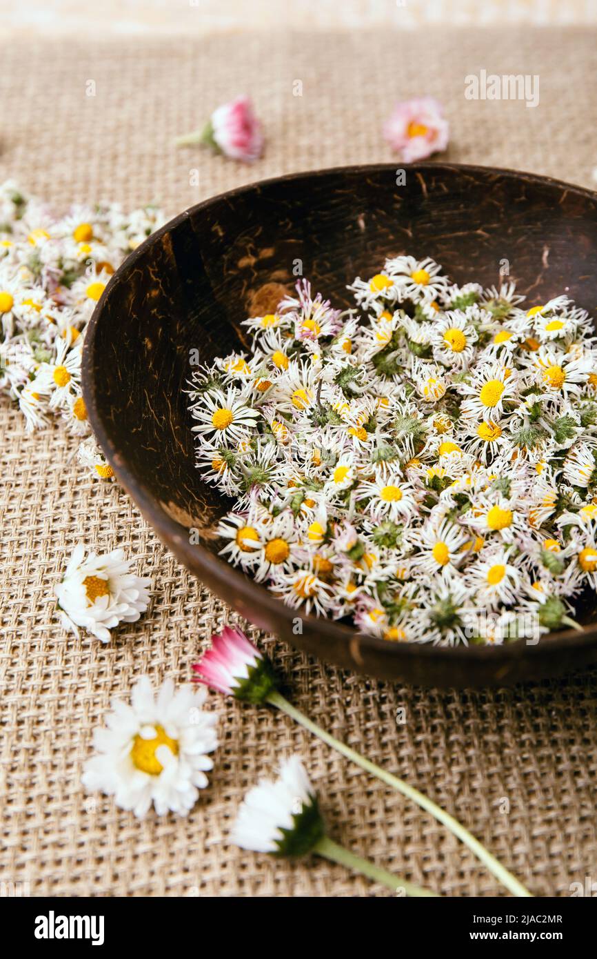 Dried herbal medicinal plant Common Daisy, also known as Bellis Perennis. Dry flower blossoms in glass jar and wood bowl, ready for making herbal tea. Stock Photo
