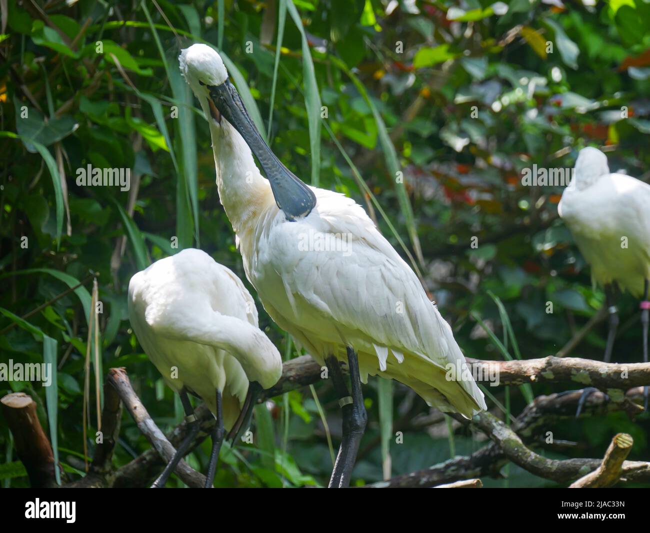 Spoonbill are a genus, Platalea, of large, long-legged wading birds standing in park Stock Photo