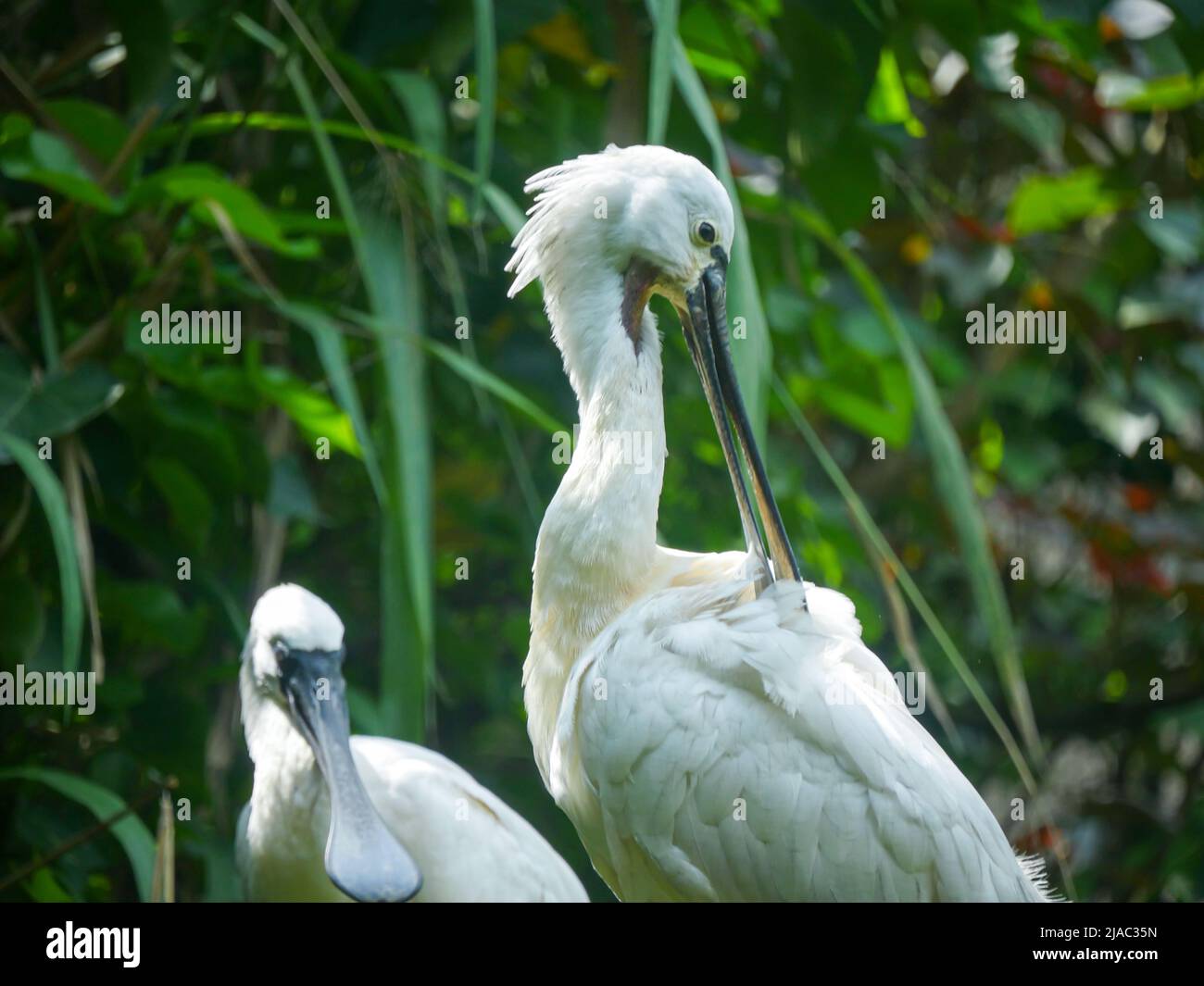 Spoonbill are a genus, Platalea, of large, long-legged wading birds standing in park Stock Photo
