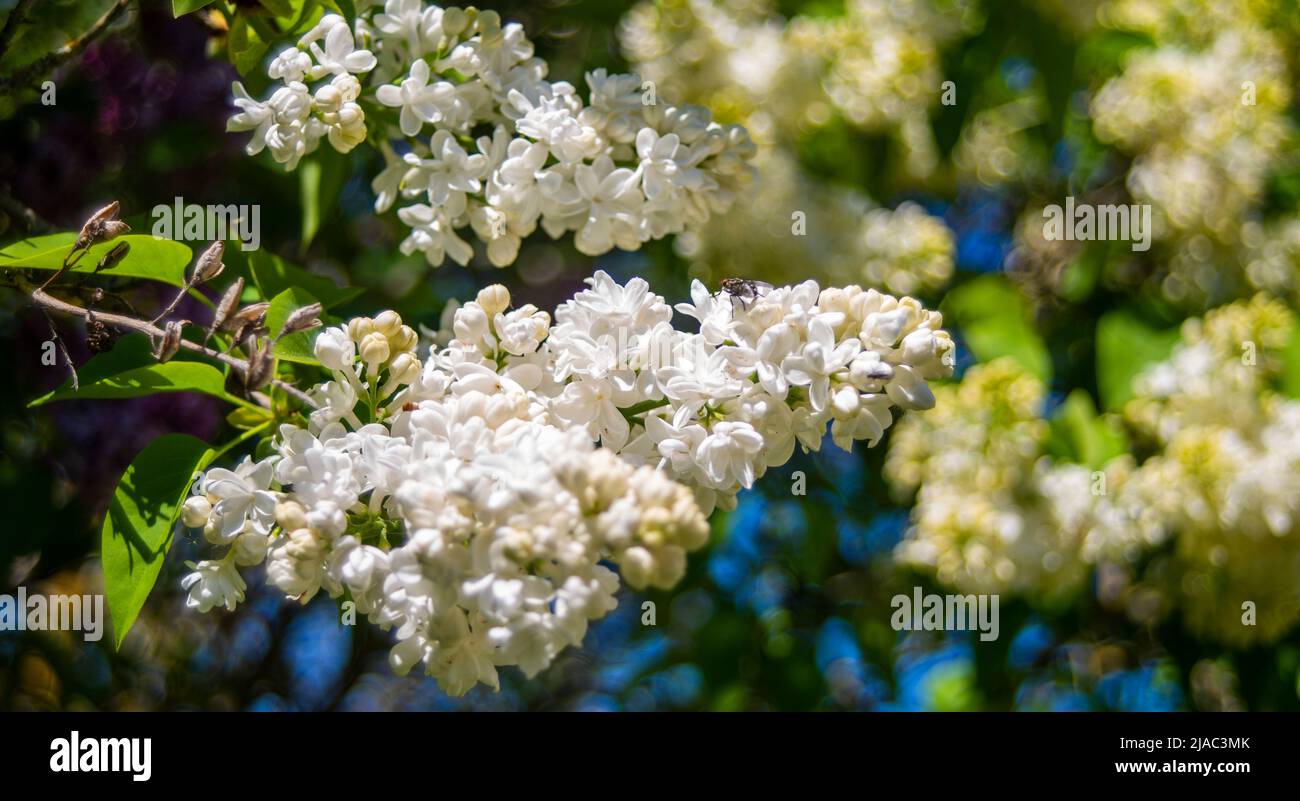 A low angle view on some white liliacs in a tree Stock Photo