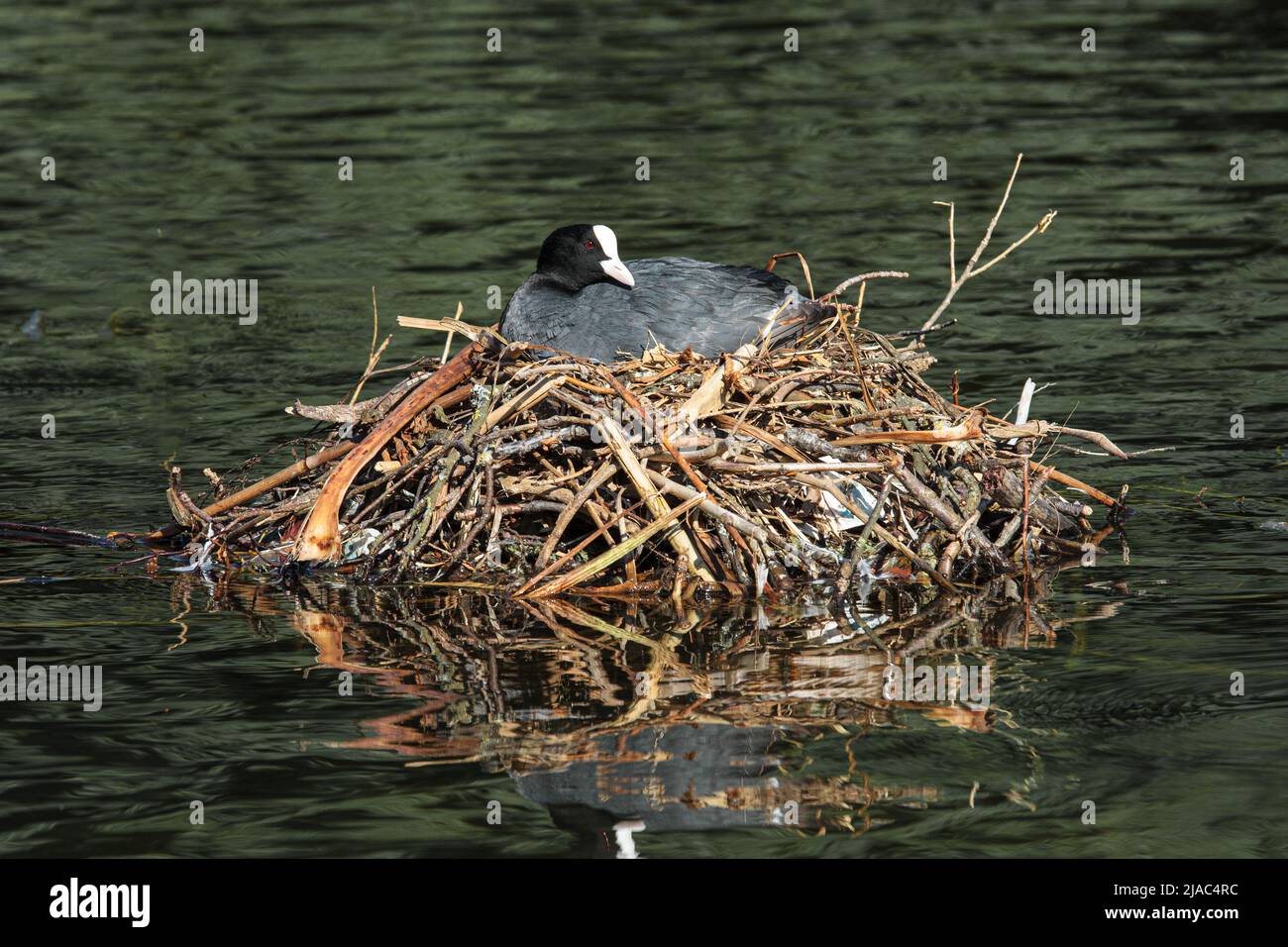 Moorhen on nest in the water Stock Photo