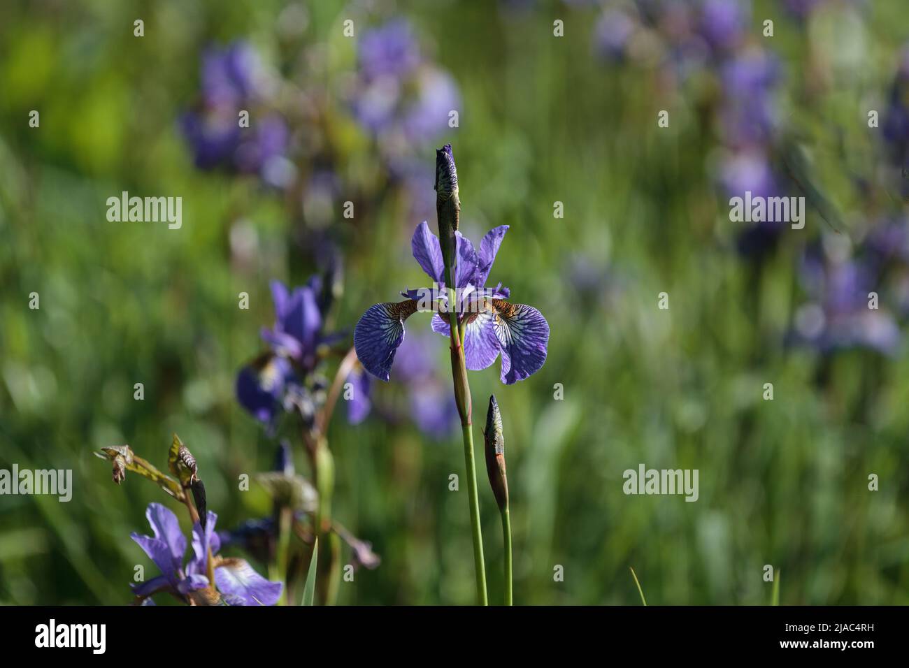 Iris in bloom Stock Photo