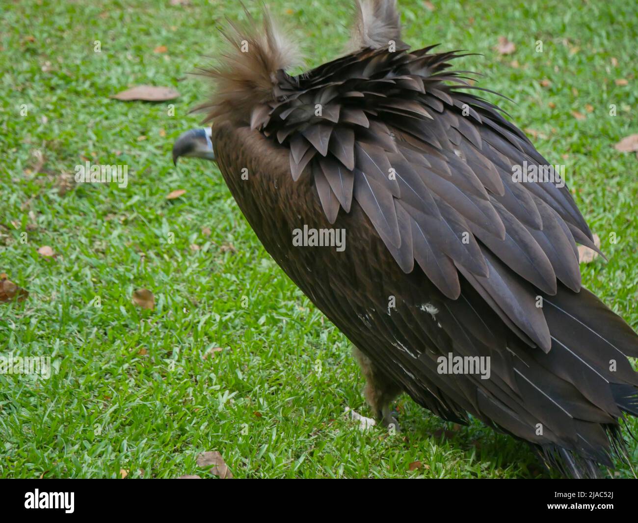 cinereous vulture (Aegypius monachus) is a large raptor also known as the black vulture, monk
