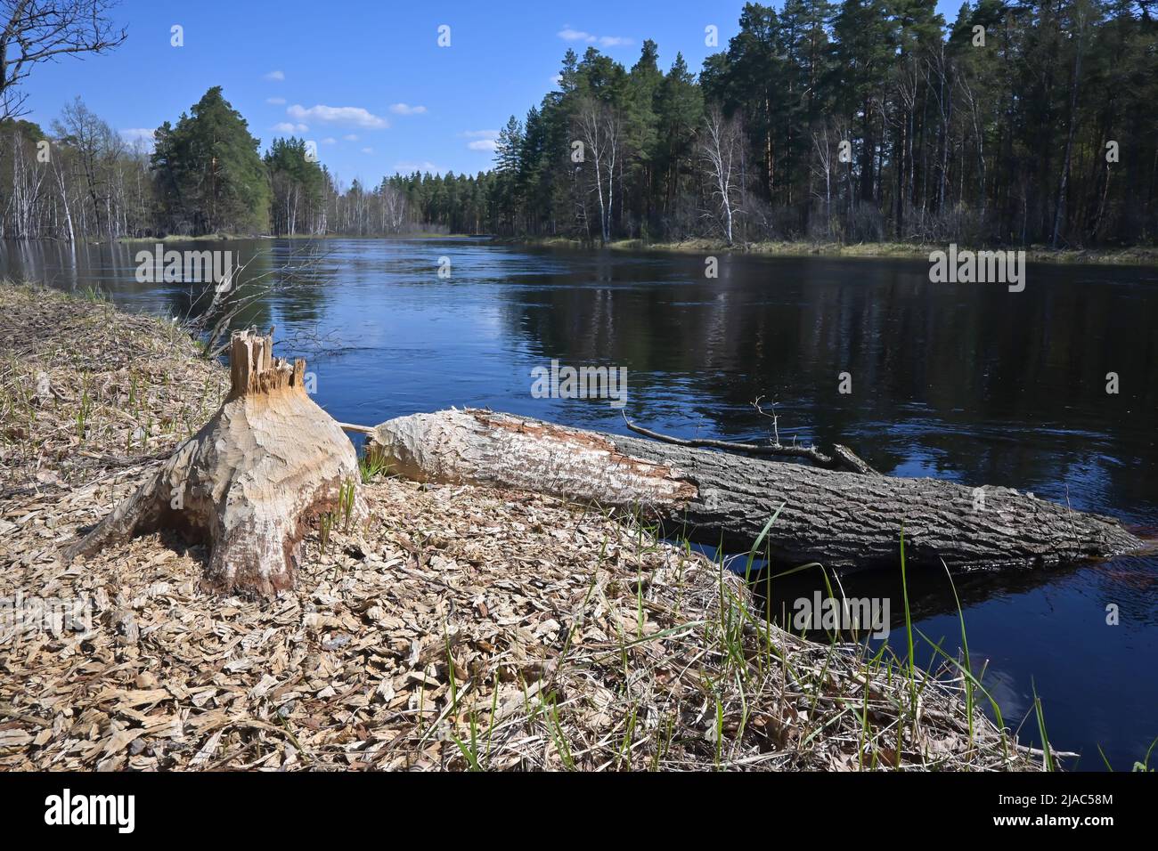 Trees gnawed by beavers. Evidence of the life of beavers in the ...