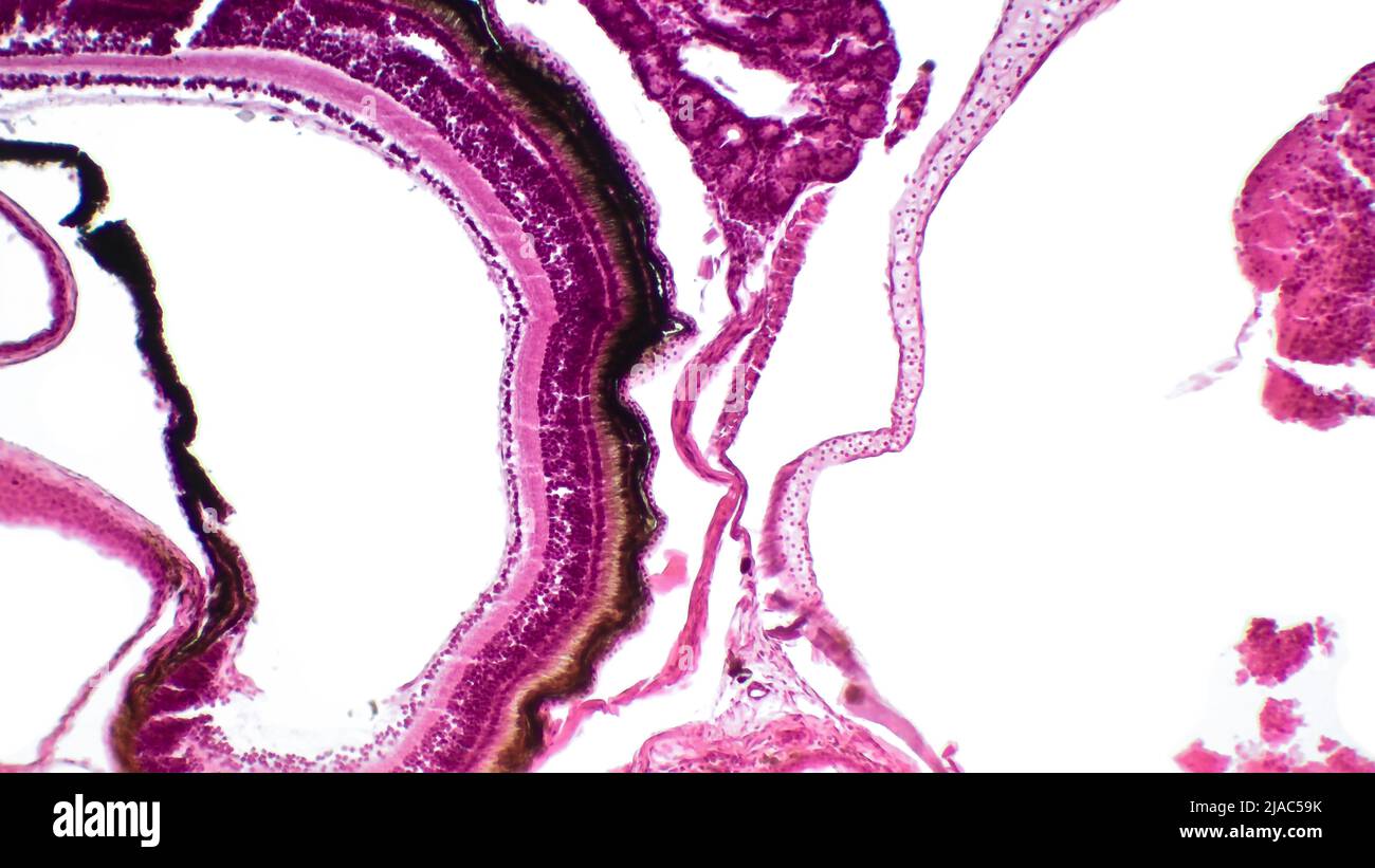 Retina. Light microscopy of the frog (Pelophylax ridibundus) retina. Hematoxlyn and eosin stain. Stock Photo