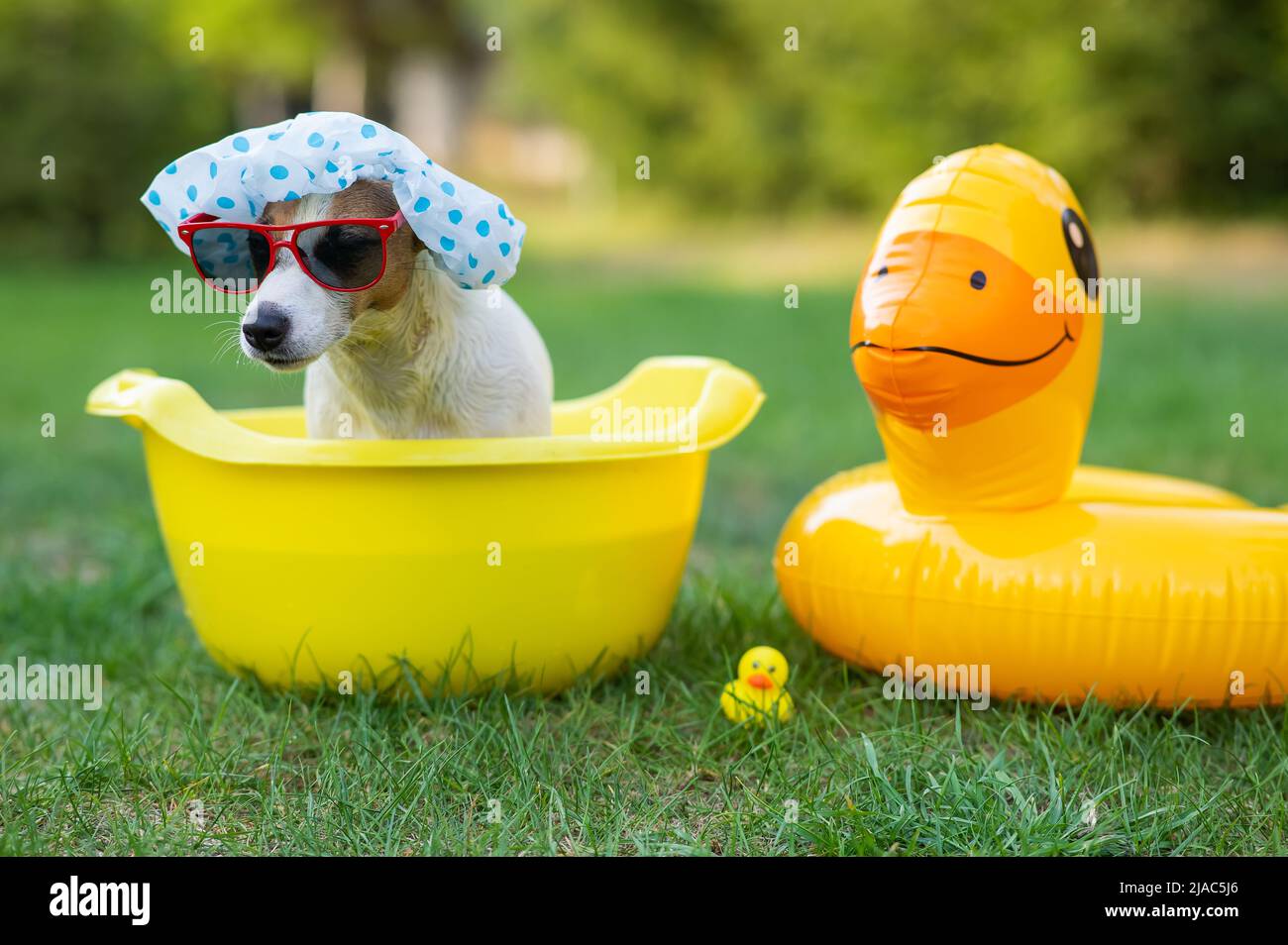 Dog jack russell terrier in a shower cap and sunglasses takes a bath on the lawn.  Stock Photo