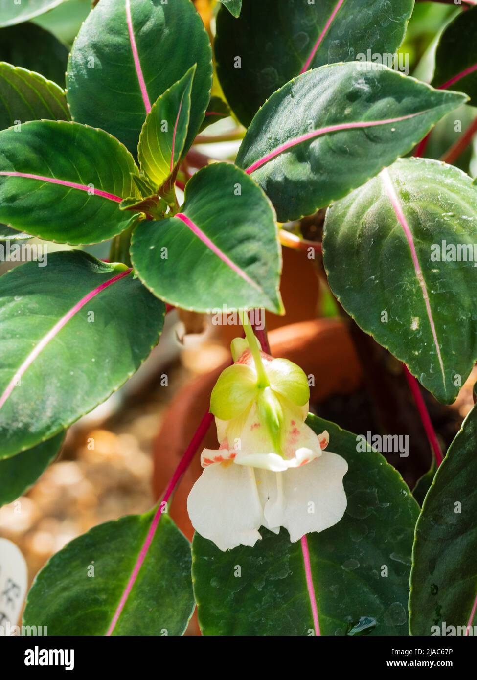 dark green velvety leaves and predominantly white flower of the tender tropical busy lizzie, Impatiens morsei Stock Photo