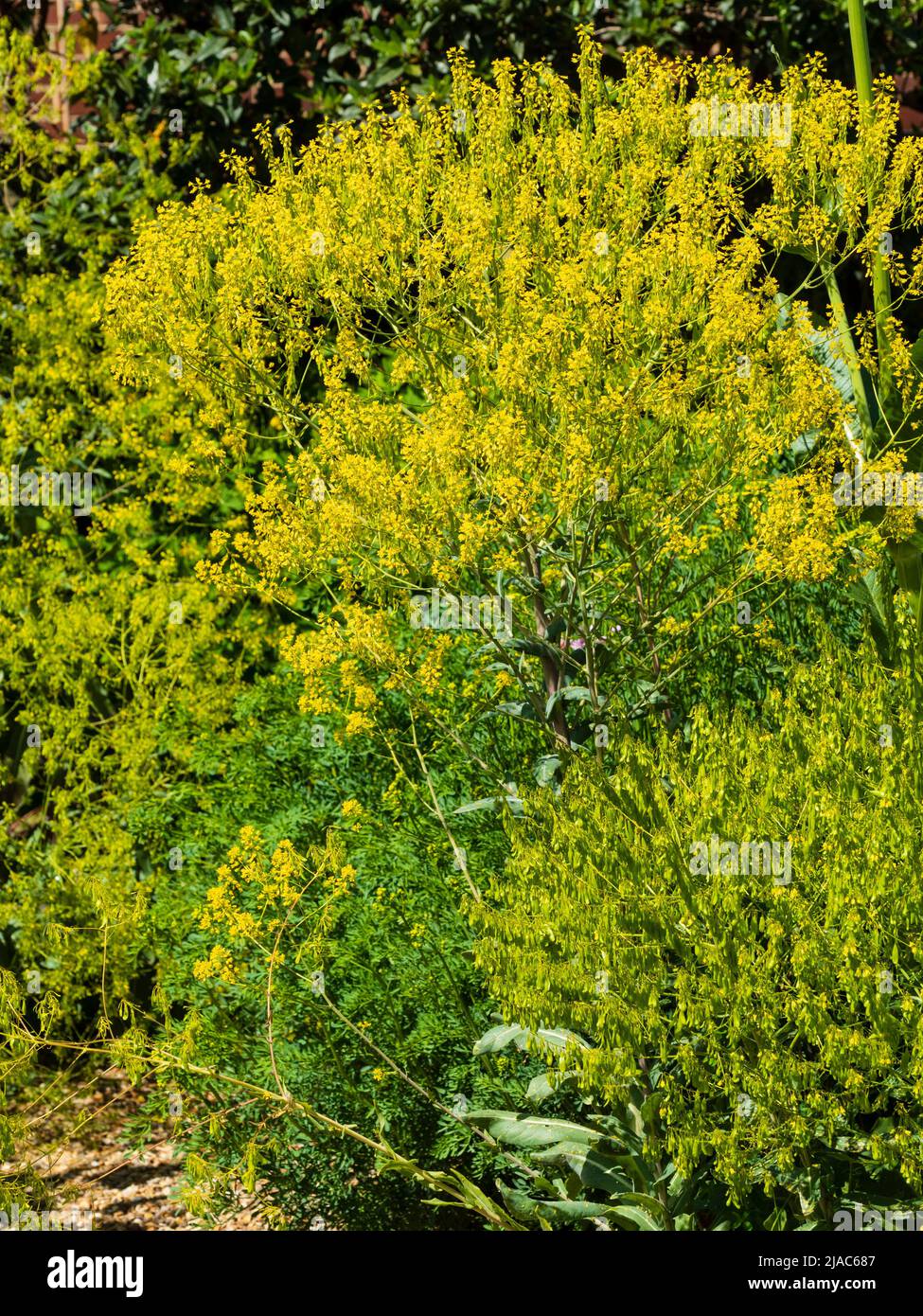 Mass of yellow flowers of the biennial herb and blue dye produsing  Dyer's woad, Isatis tinctoria Stock Photo