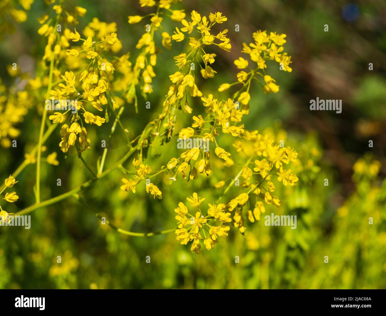 Mass of yellow flowers of the biennial herb and blue dye produsing  Dyer's woad, Isatis tinctoria Stock Photo
