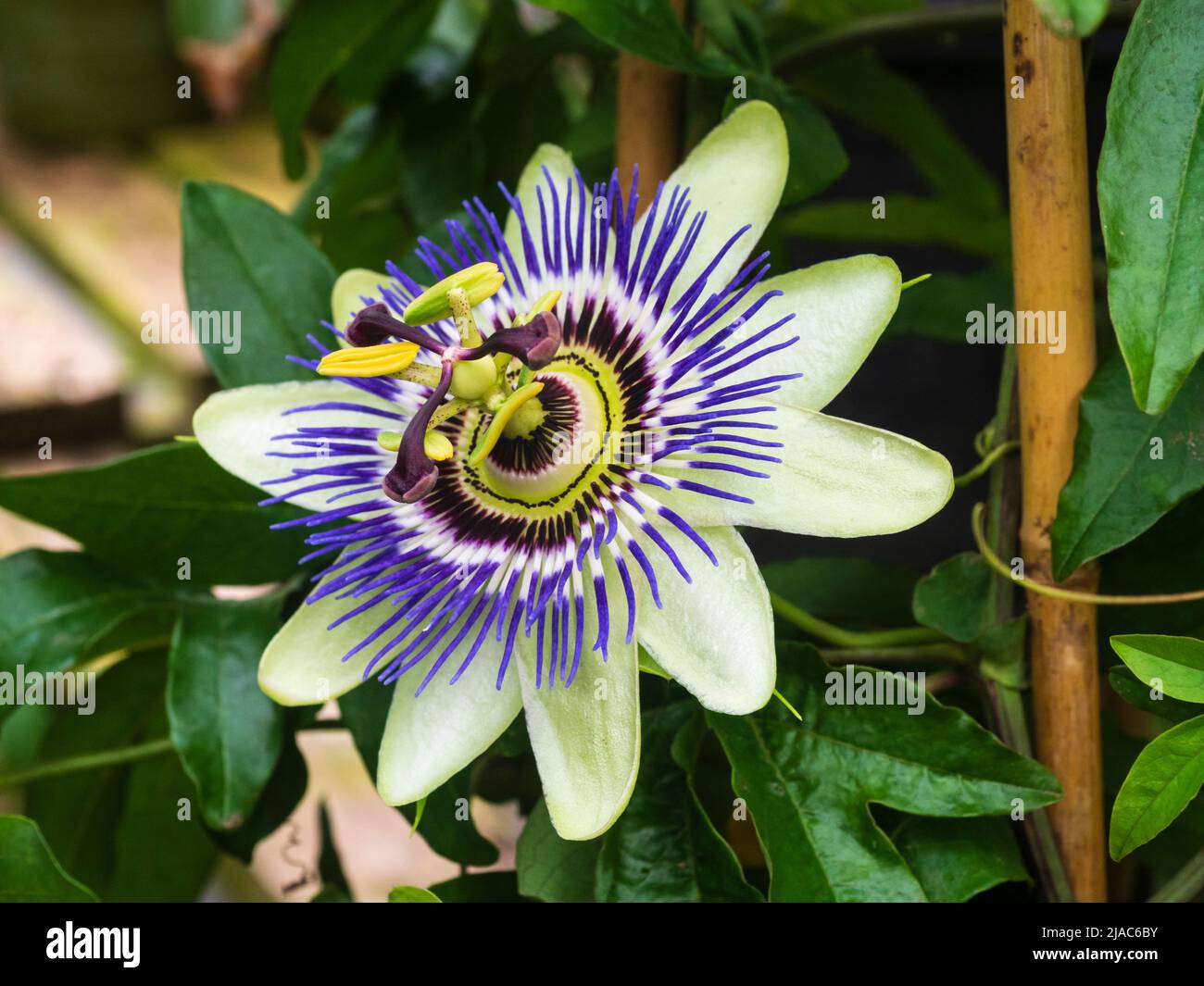 Ornate blue and white flower of the exotic tendril climbing passion flower, Passiflora caerulea Stock Photo