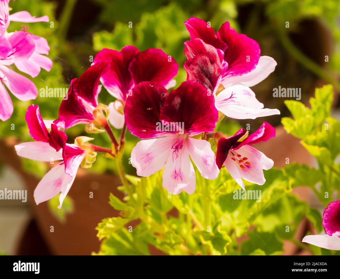 Flowers of the tender greenhouse or conservatory regal pelargonium, Pelargonium 'Wychwood' Stock Photo