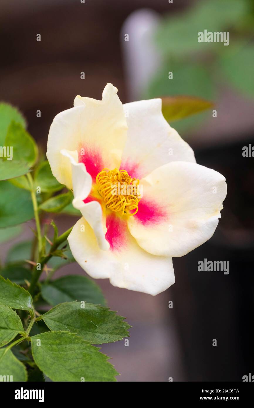 Single flower of the hardy, summer blooming species rose, Rosa persica 'Smiling  Eyes' Stock Photo - Alamy