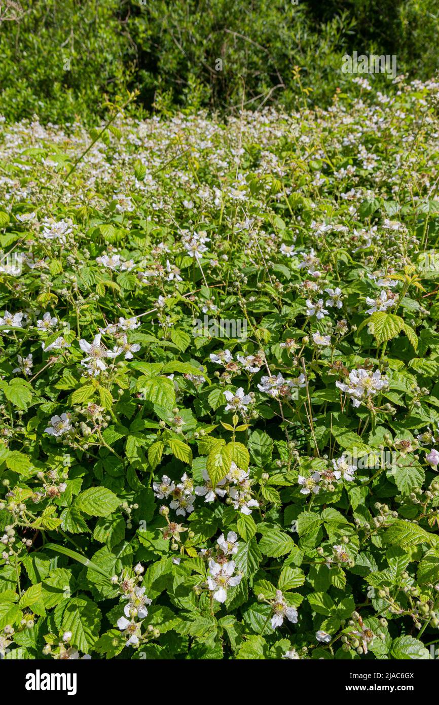 flowering brambles Stock Photo