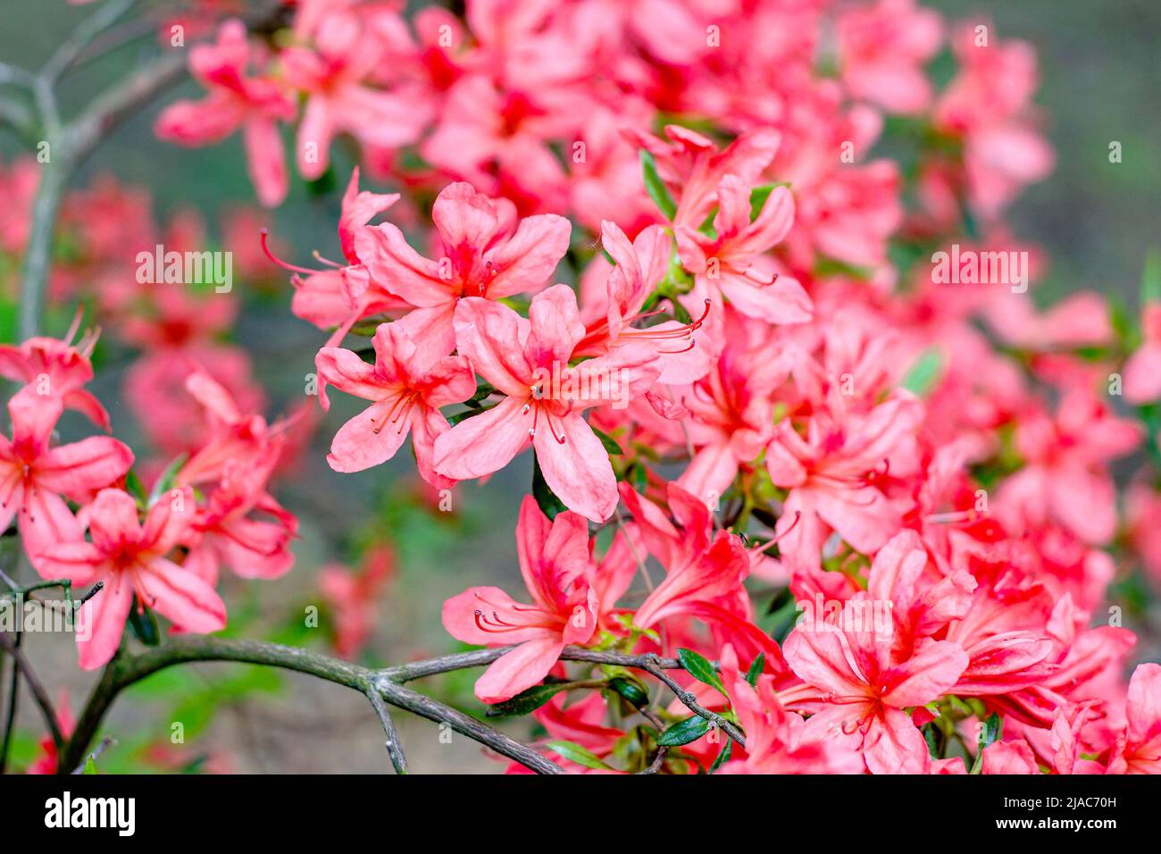 Bright pink and red Rhododendron kaempferi Planch blossoming flowers with green leaves in the garden in spring. Stock Photo