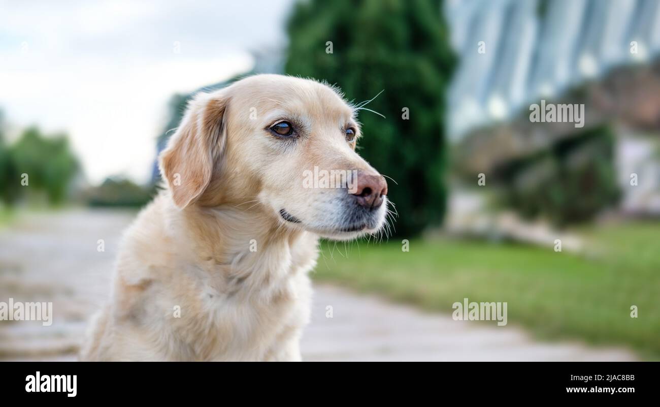 Happy golden retriever on lawn hi-res stock photography and images - Alamy