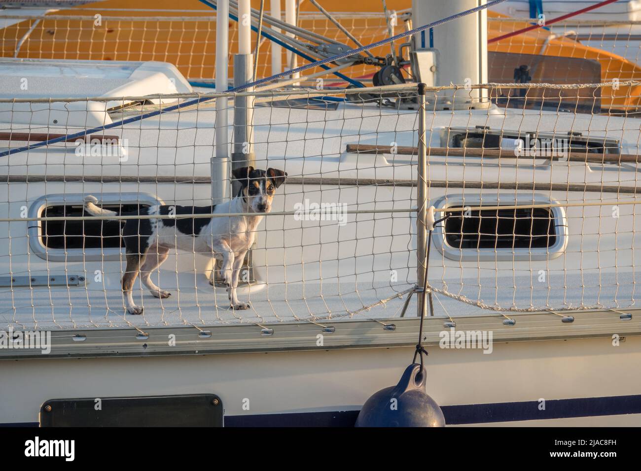 Doggy boat hot sale