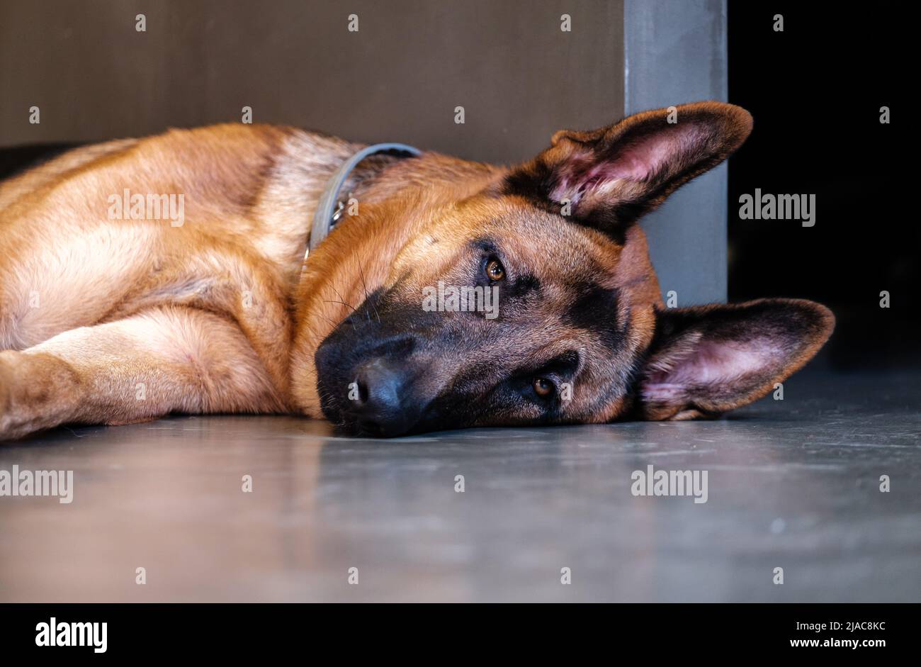 German Shepherd dog with flea collar Resting soundly on concrete floor