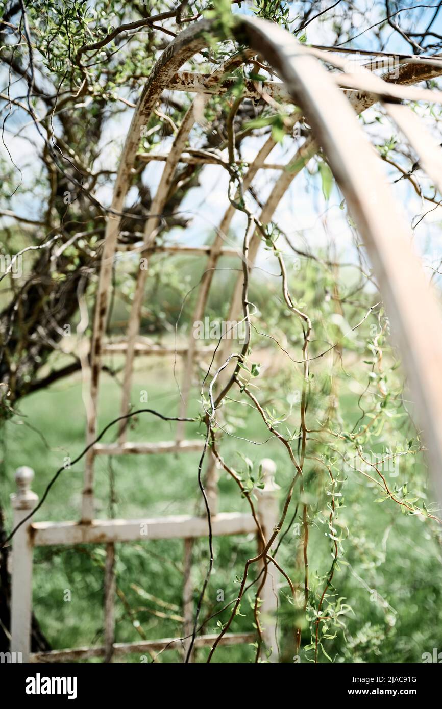 Tree branches growing through arbor Stock Photo Alamy
