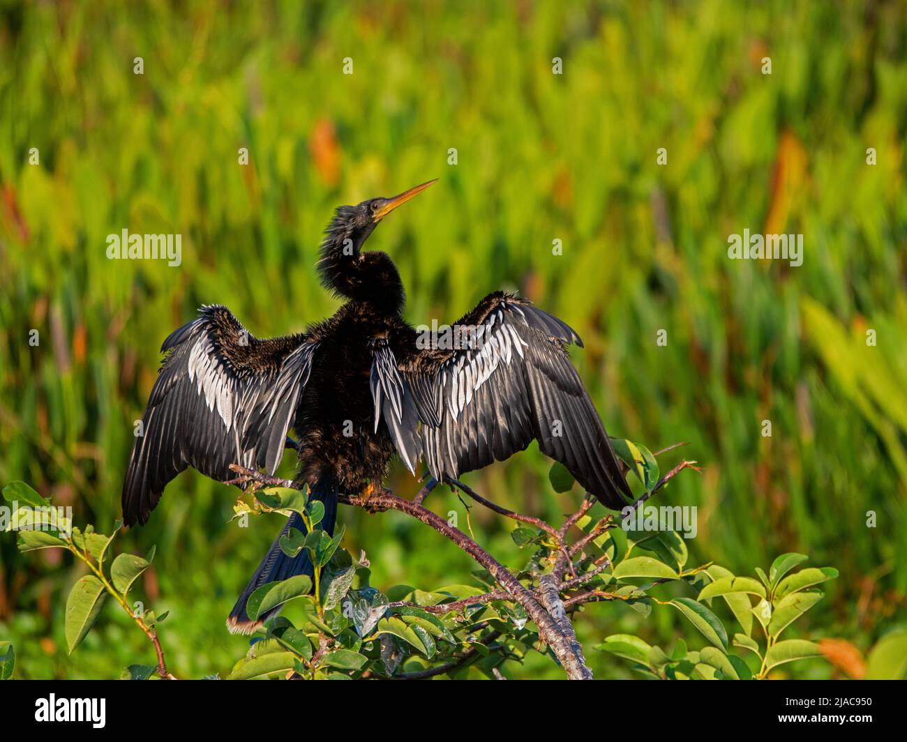 Anhinga hi-res stock photography and images - Alamy