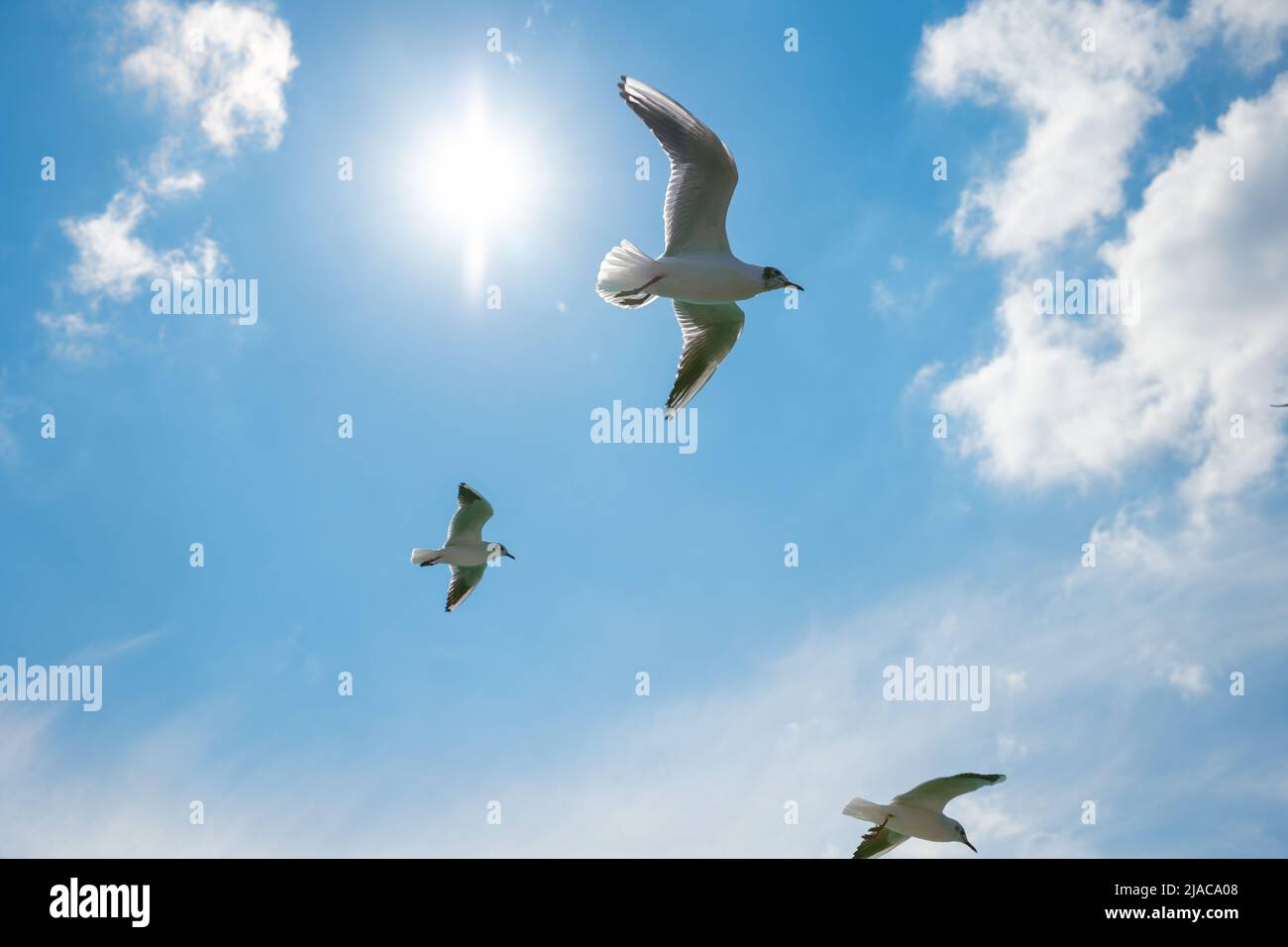 Soraing seagulls from low angle view. Sun and cloudy sky on the background. Freedom or quote concept photo. Stock Photo