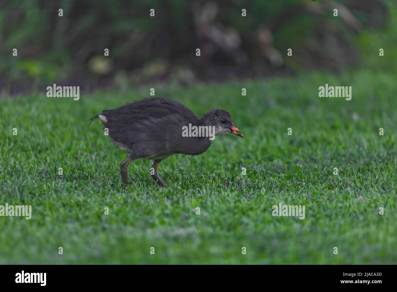 Small bird with gray body on green grass in spring dark day Stock Photo