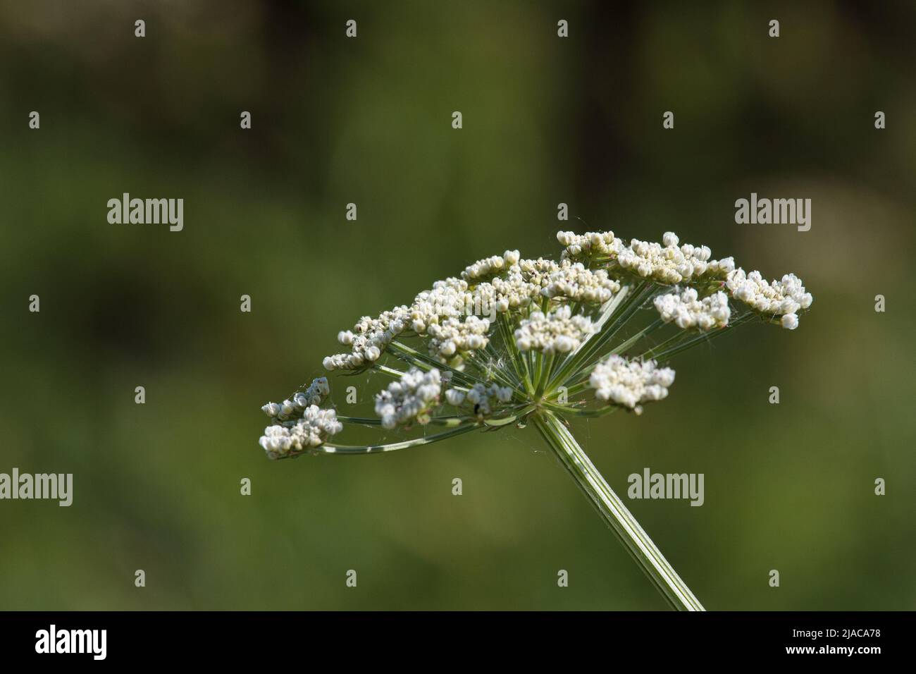 Cow Parsley (Anthriscus sylvestris) with background out of focus Stock Photo
