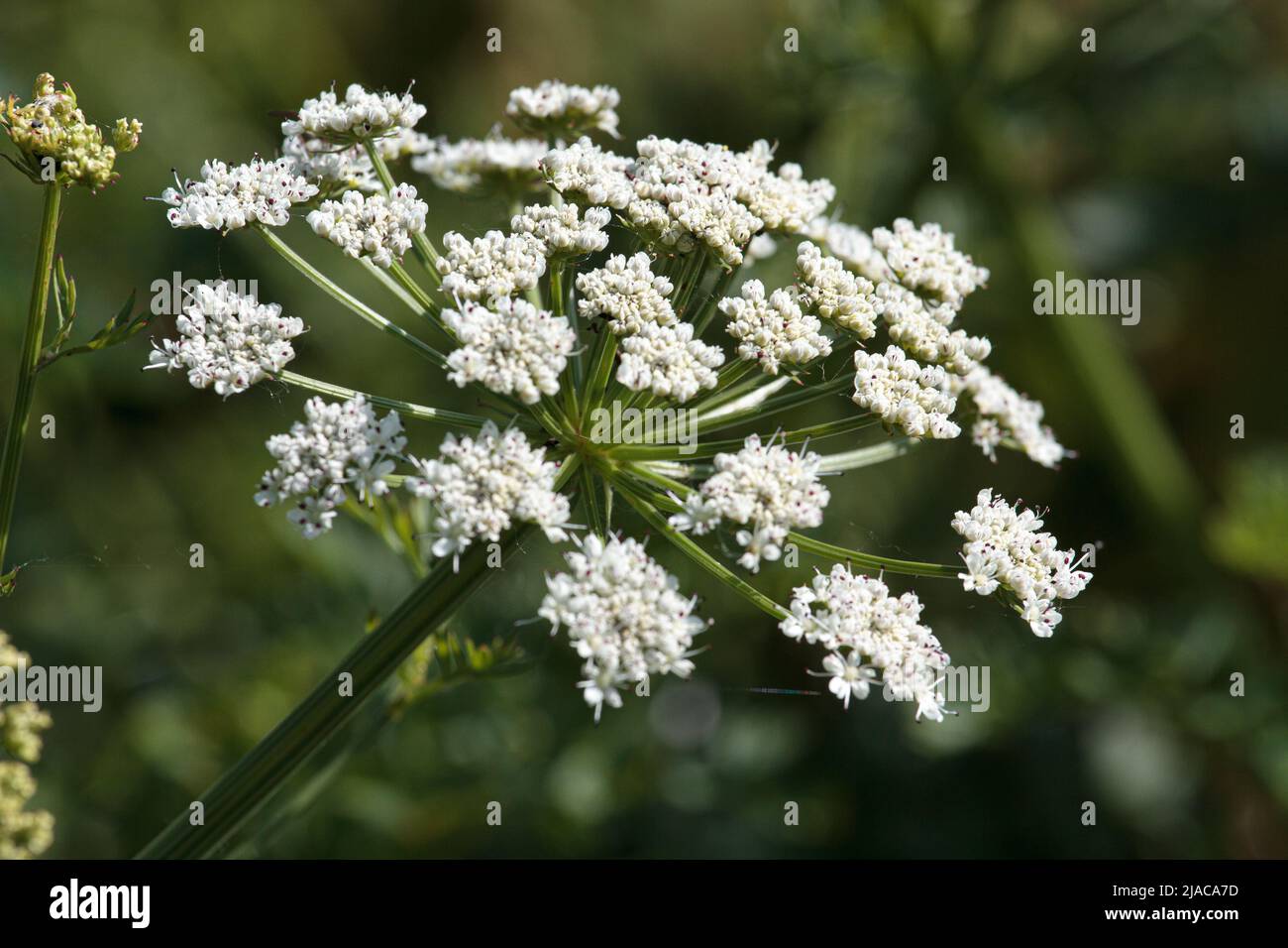 Cow Parsley (Anthriscus sylvestris) with background out of focus Stock Photo