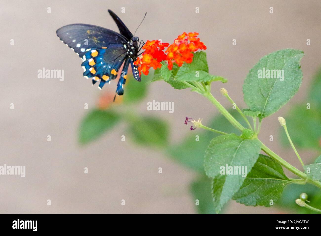Pipevine (Blue) Swallowtail butterfly Stock Photo - Alamy