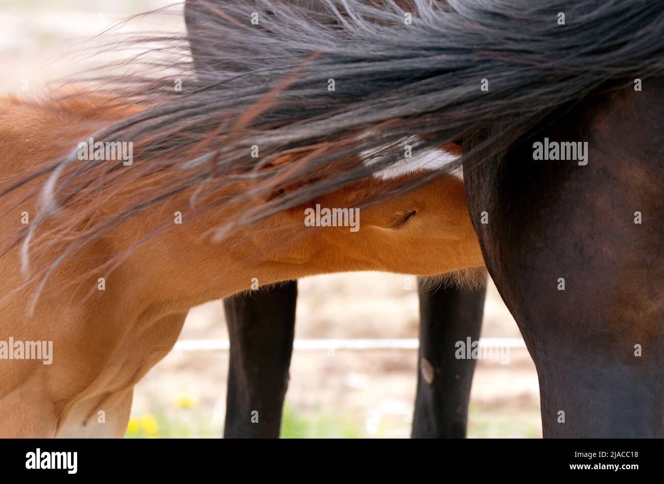 Mare udder hires stock photography and images Alamy