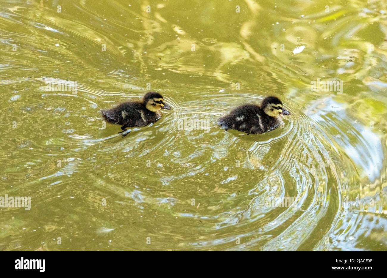 Two Pacific Black Duck (Anas supercilios) Chicks at Featherdale