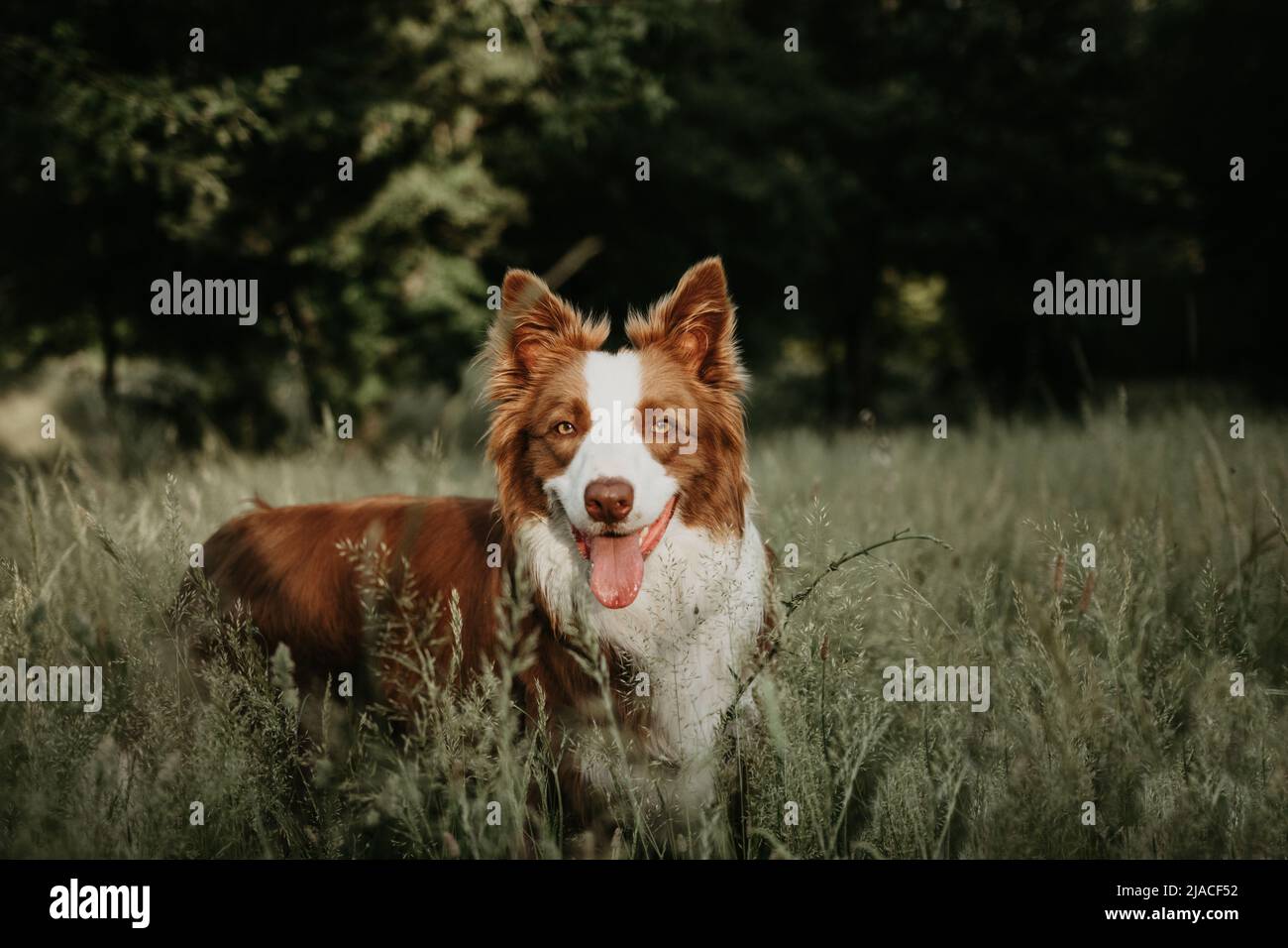 Beautiful Portrait Dog Breed Border Collie On The Brown Ground With His  Stick Stock Photo - Download Image Now - iStock