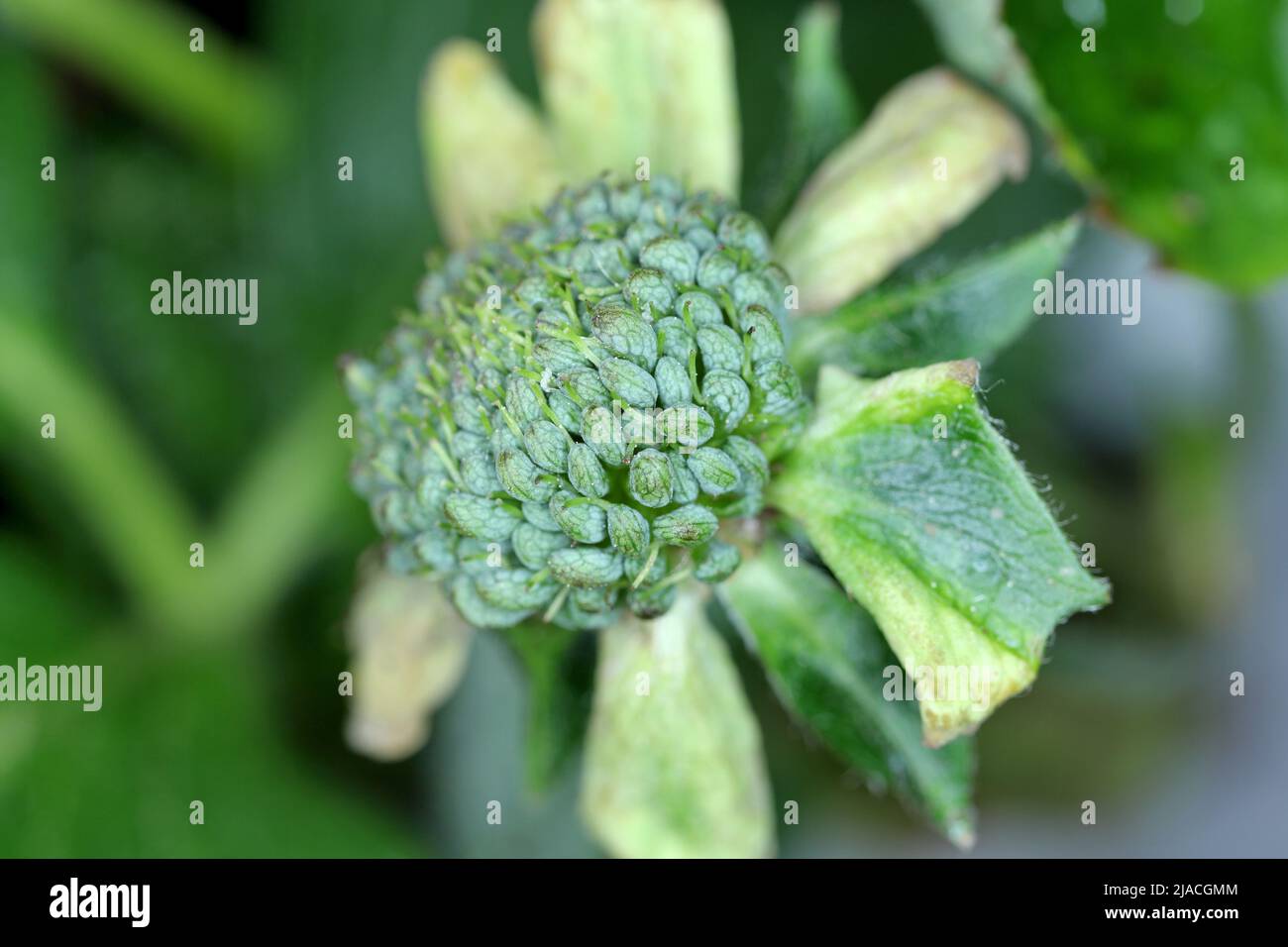 Infectious phyllody by Phytoplasma. Deformed strawberry flowers. Stock Photo