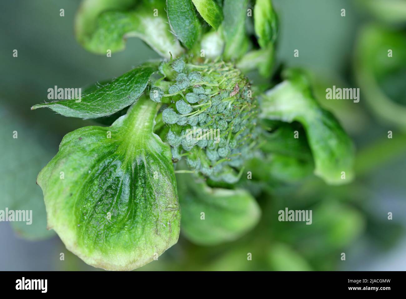 Infectious phyllody by Phytoplasma. Deformed strawberry flowers. Stock Photo