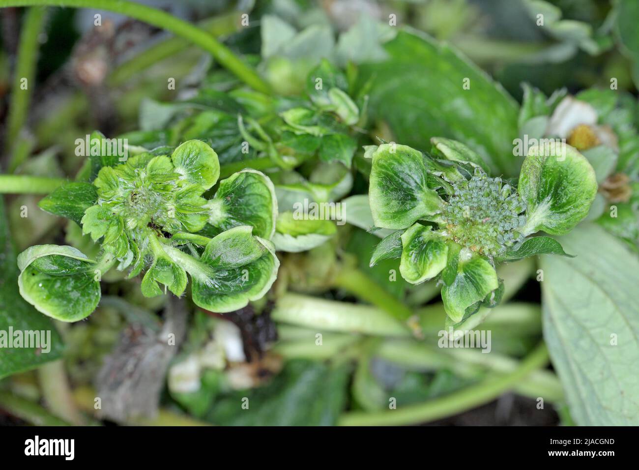 Infectious phyllody by Phytoplasma. Deformed strawberry flowers. Stock Photo